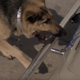 Image for article titled Time To Watch That Clip Of A Bionic Dog Grabbing A Volkswagen By The Bumper